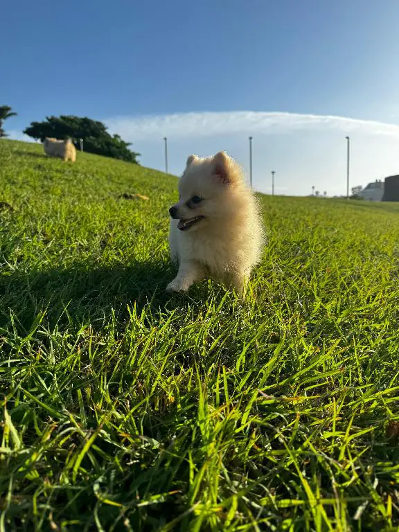 Hermosos cachorros pomeraniaAmbos sexos disponibles Foto 7234692-5.jpg