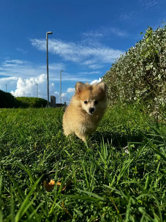 Hermosos cachorros pomeraniaAmbos sexos disponibles Foto 7234692-6.jpg