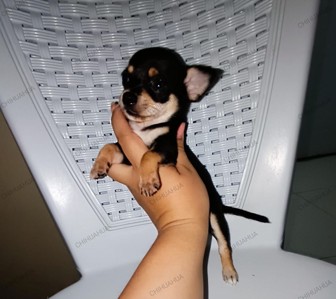 OFERTA CACHORRO CHIHUAHUA AMBOS SEXO EN SANTO DOMINGO CON SU VACUNA AL | La  Pulga Virtual