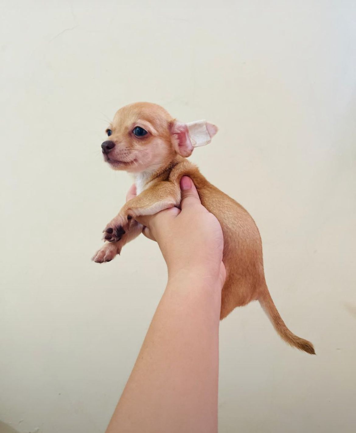 OFERTA CACHORRO CHIHUAHUA AMBOS SEXO EN SANTO DOMINGO CON SU VACUNA AL | La  Pulga Virtual