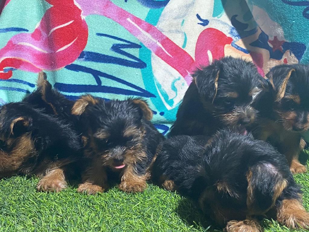 OFERTA CACHORRO YORKIE AMBOS SEXO EN SANTO DOMINGO Y VACUNADOS | La Pulga  Virtual