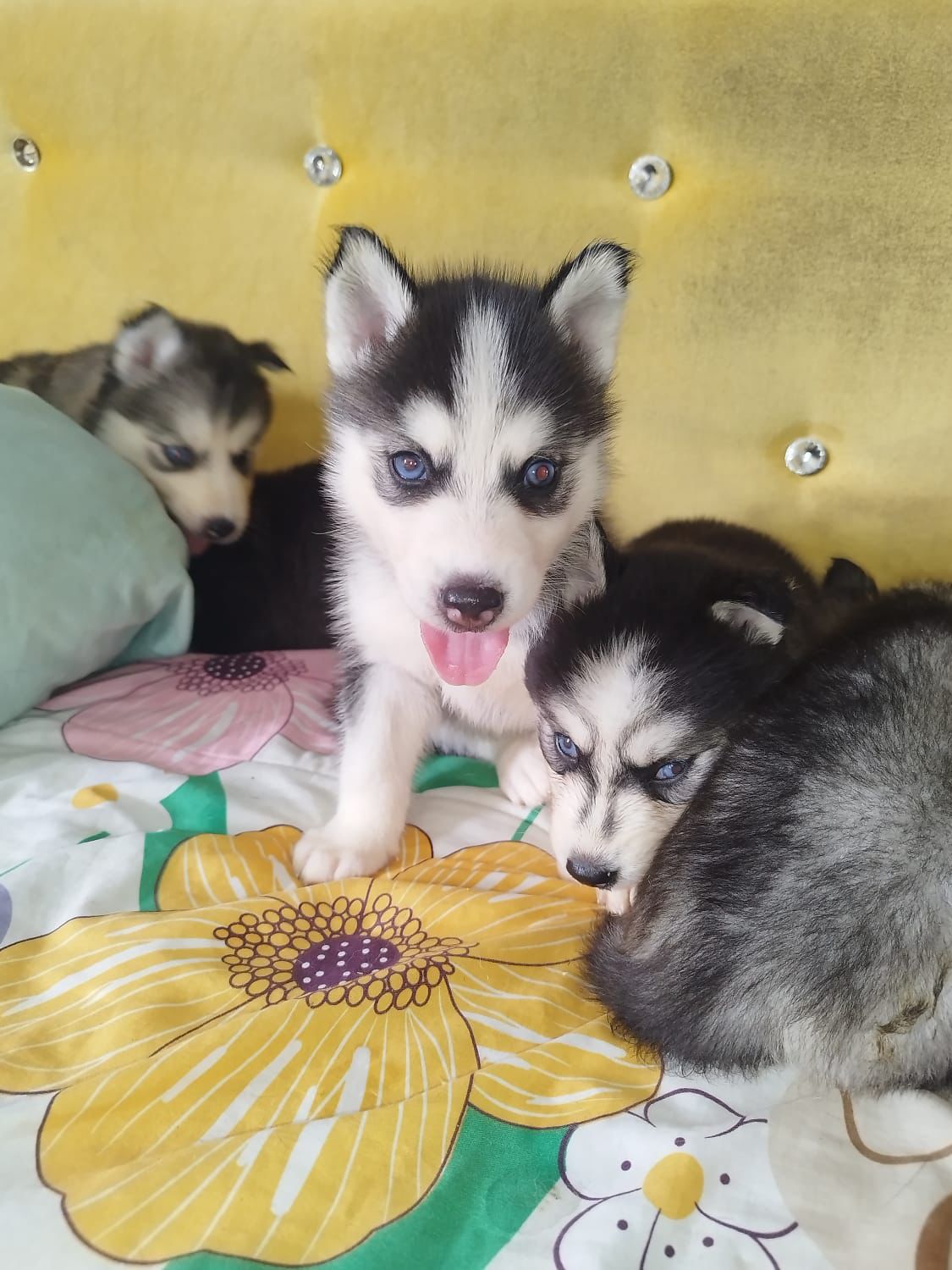 OFERTA CACHORRO HUSKY AMBOS SEXO EN SANTO DOMINGO Y VACUNADO | La Pulga  Virtual