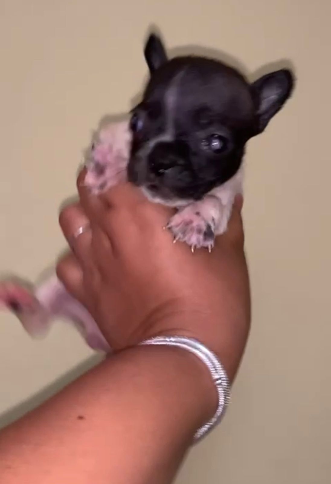 OFERTA CACHORRO BULLDOG FRANCES AMBOS SEXO EN SANTO DOMINGO Y VACUNADO | La  Pulga Virtual