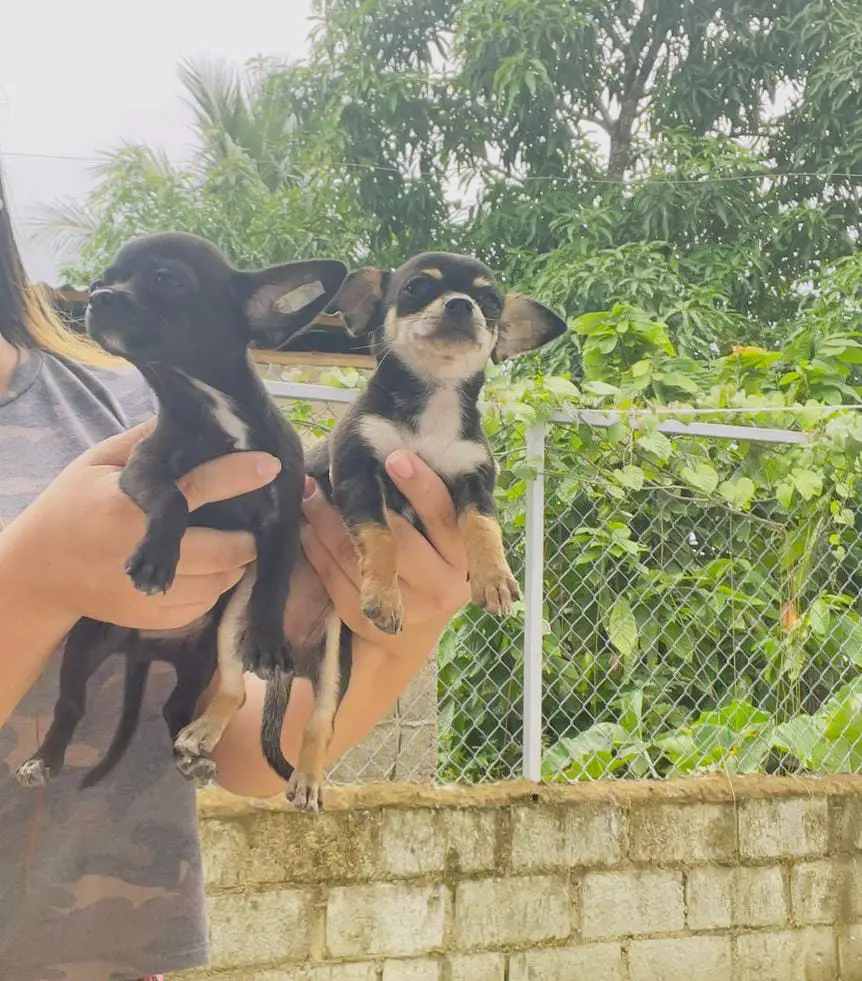 OFERTA CACHORRO CHIHUAHUA AMBOS SEXO EN SANTO DOMINGO CON SU VACUNA AL | La  Pulga Virtual