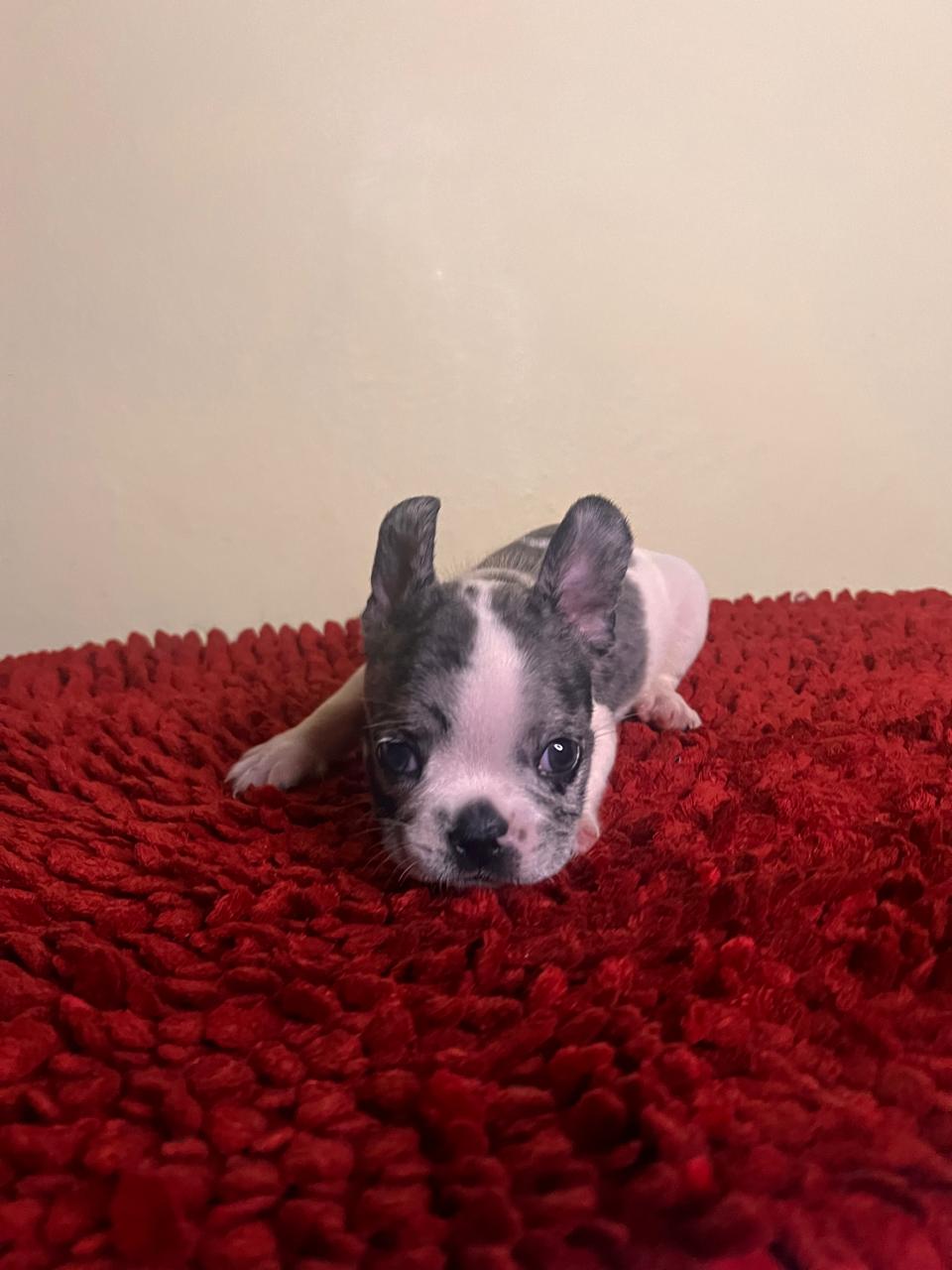 OFERTA CACHORRO BULLDOG FRANCES AMBOS SEXO UBICADO EN SANTO DOMINGO | La  Pulga Virtual