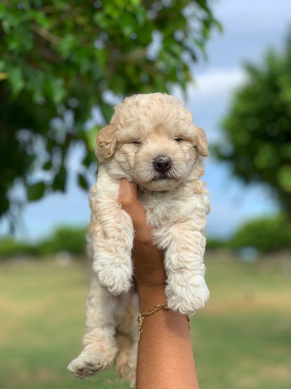 Poodle Caniche machos Foto 7243998-3.jpg