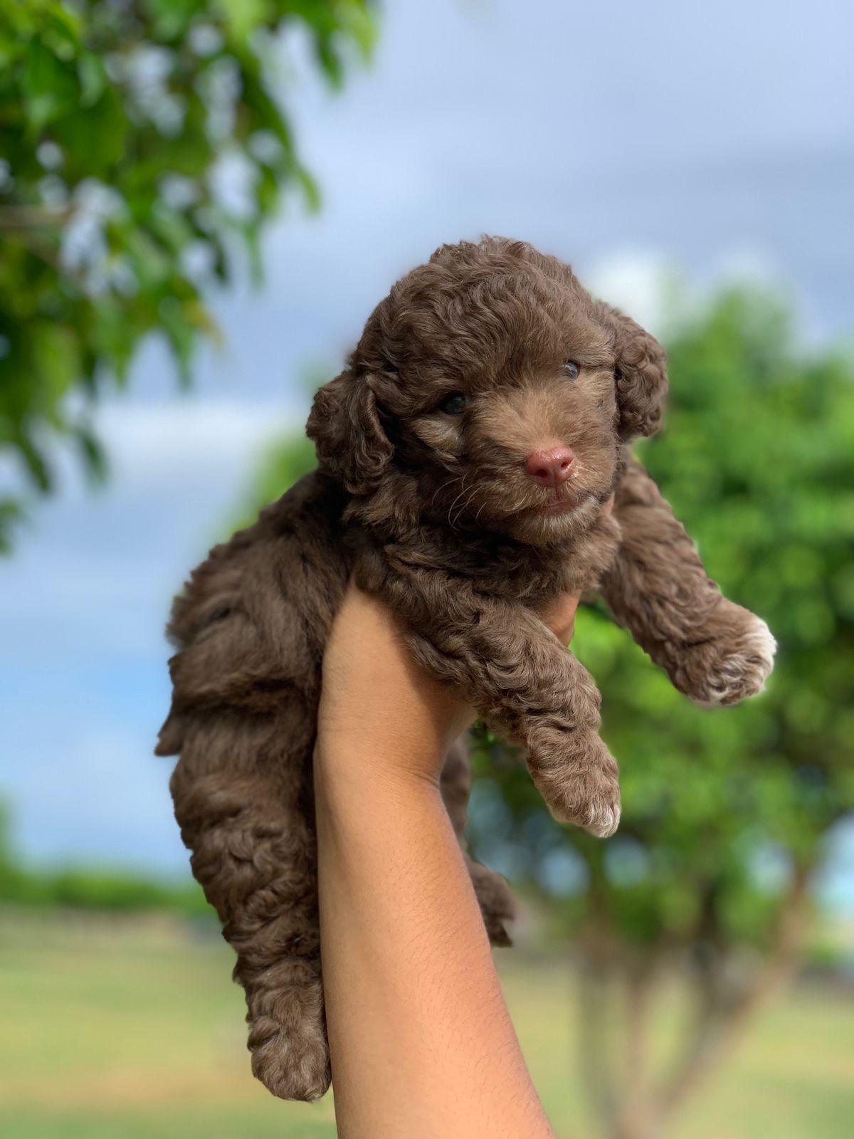 Poodle Caniche machos Foto 7243998-5.jpg