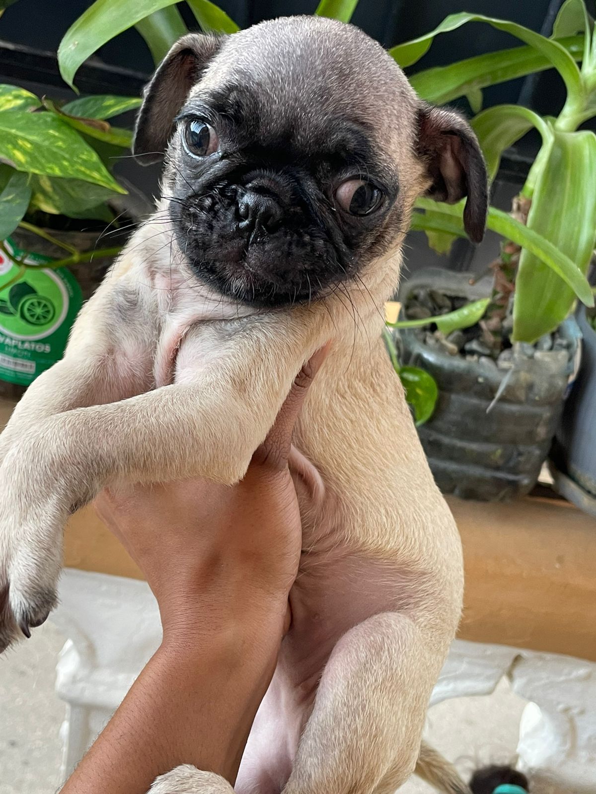 OFERTA PUGS AMBOS SEXOS Foto 7246904-2.jpg