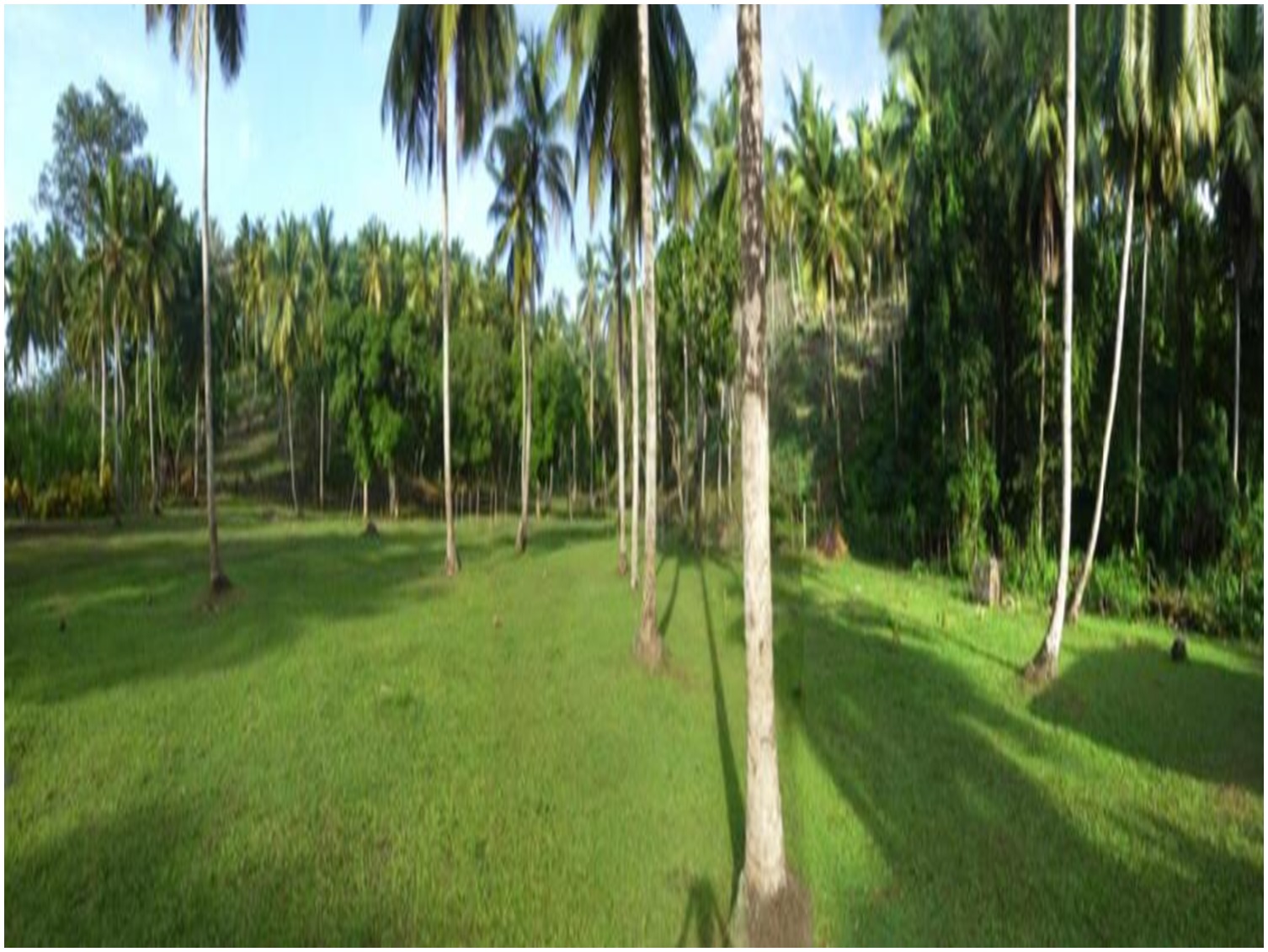 VENDO 12500 Mts.2 de Terreno en EL LIMON  con PROYECTO DE VILLAS APROB Foto 7251695-3.jpg