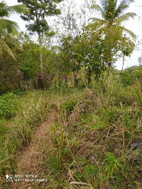 Terreno en El Limón - 500 Tareas a USD 12 por Metro Cuadrado.  SAMANA  Foto 7254385-11.jpg