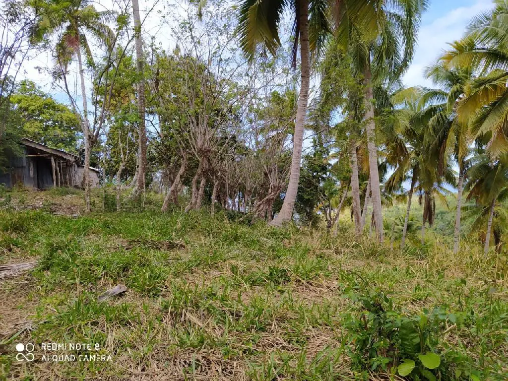 Terreno en El Limón - 500 Tareas a USD 12 por Metro Cuadrado.  SAMANA  Foto 7254385-12.jpg