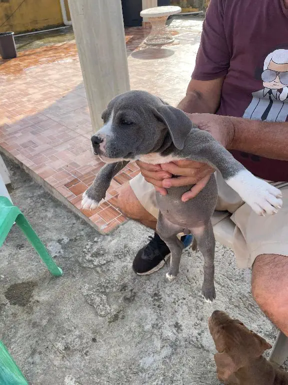 OFERTA CACHORRO PITBULL AMBOS SEXO EN SANTO DOMINGO Y VACUNA Foto 7261192-1.jpg