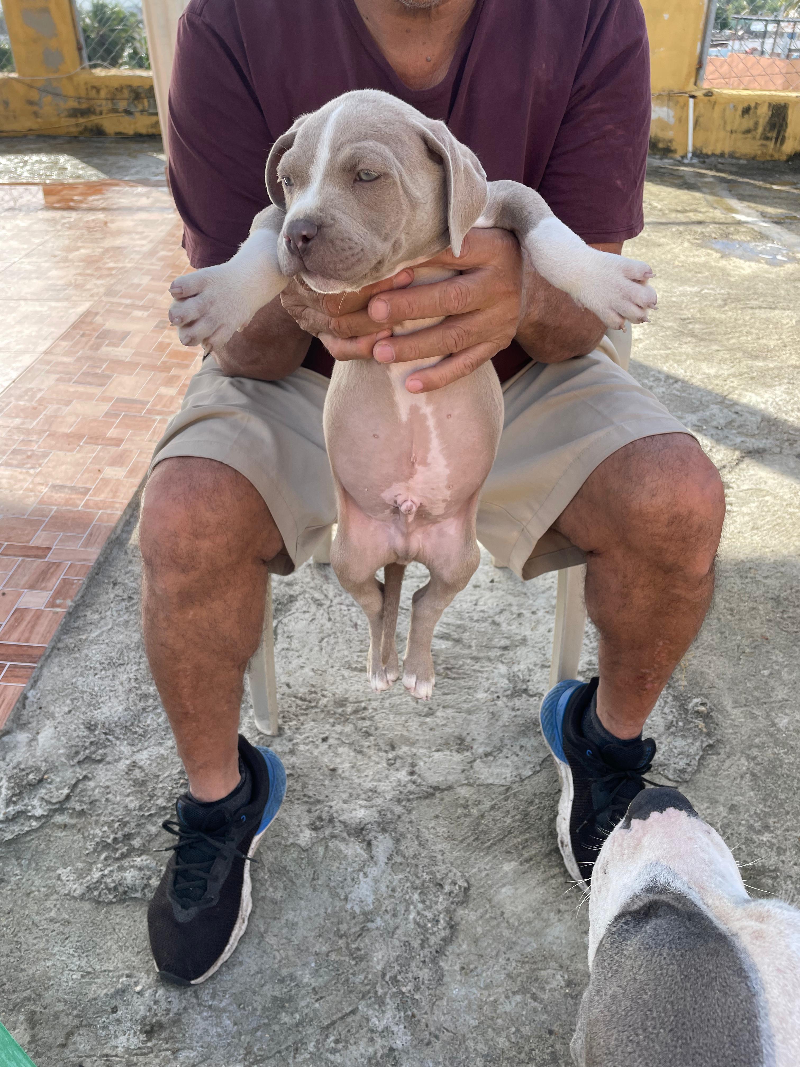 OFERTA CACHORRO PITBULL AMBOS SEXO EN SANTO DOMINGO Y VACUNA Foto 7261192-3.jpg