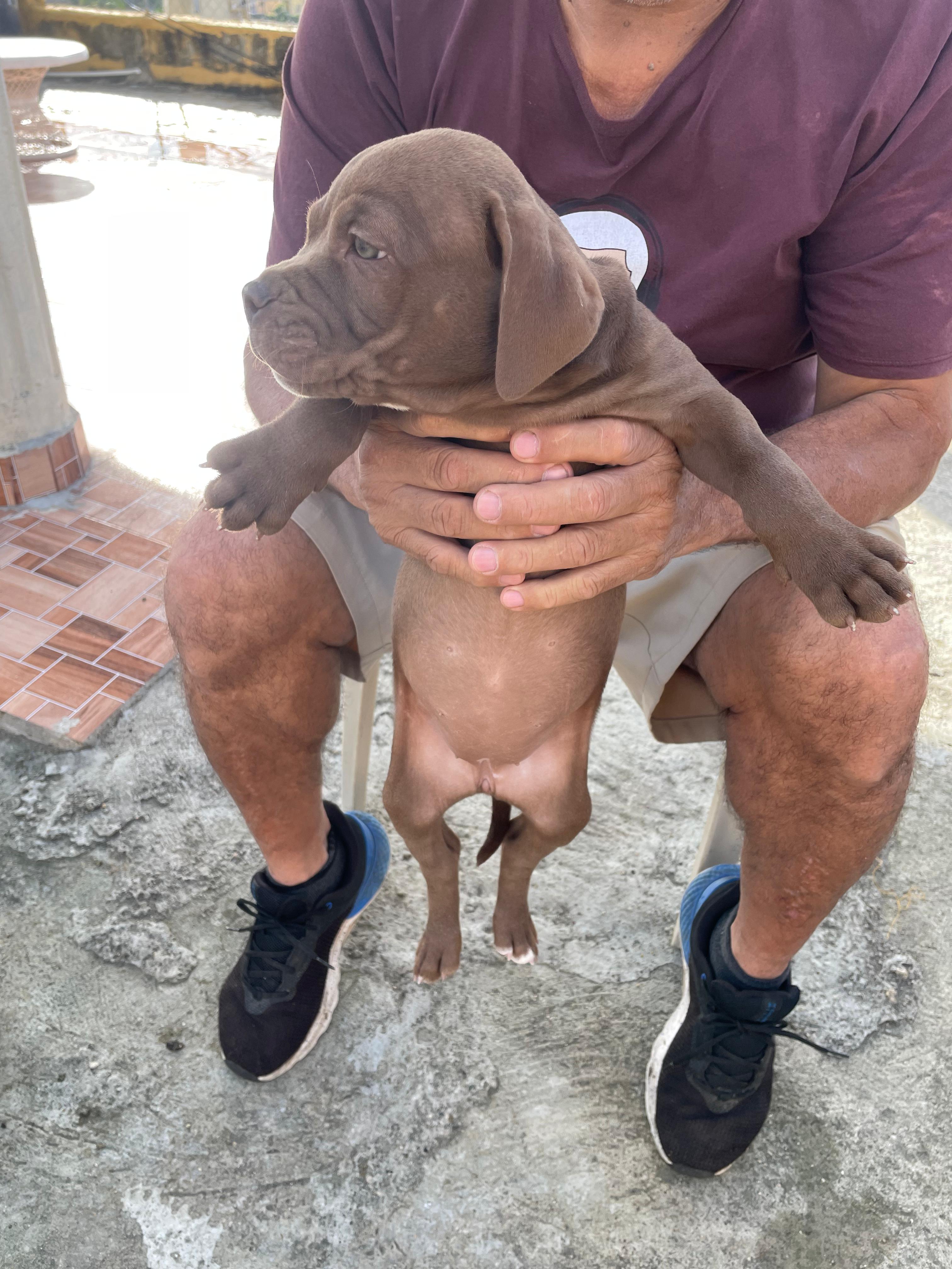 OFERTA CACHORRO PITBULL AMBOS SEXO EN SANTO DOMINGO Y VACUNA Foto 7261192-4.jpg