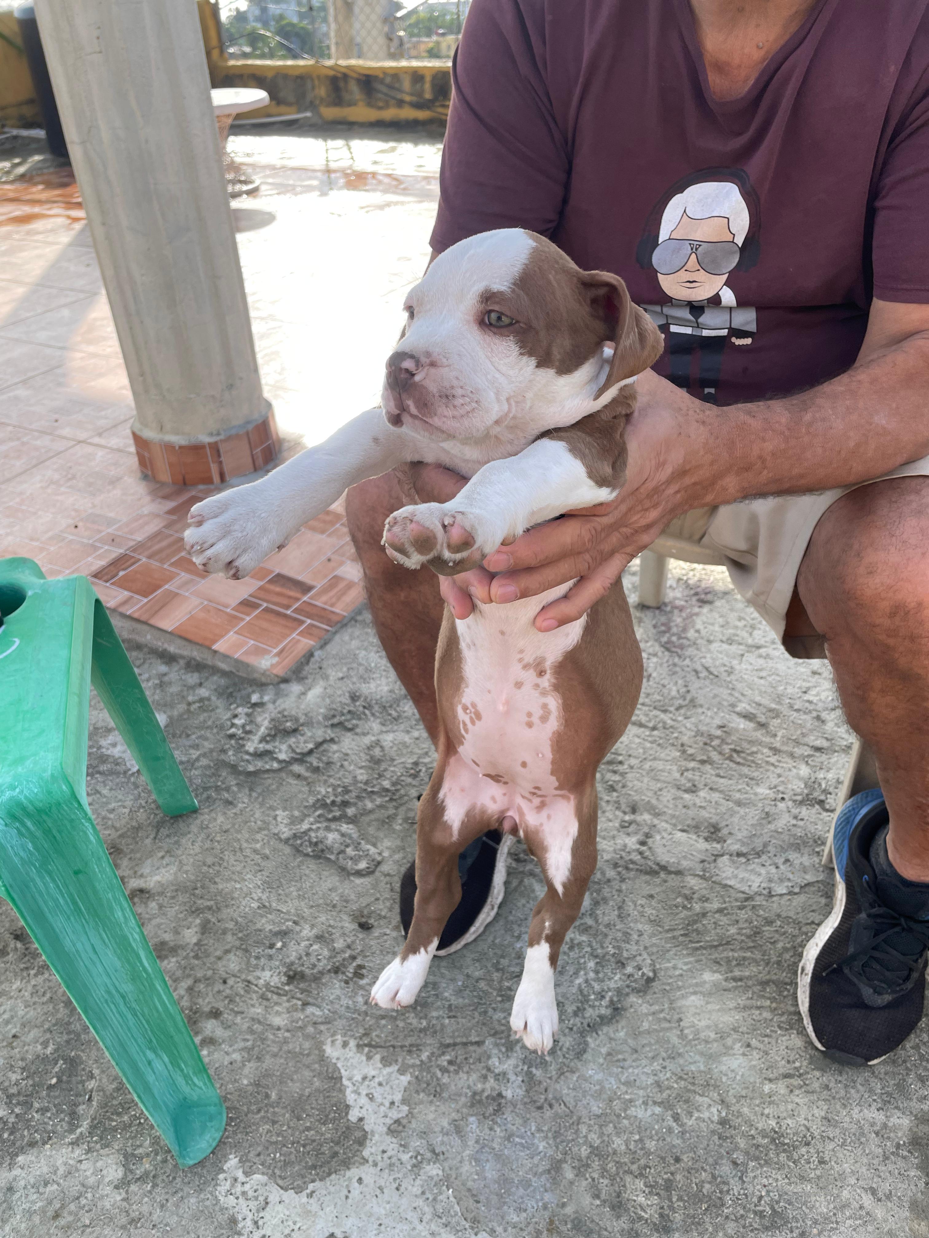 OFERTA CACHORRO PITBULL AMBOS SEXO EN SANTO DOMINGO Y VACUNA Foto 7261192-6.jpg