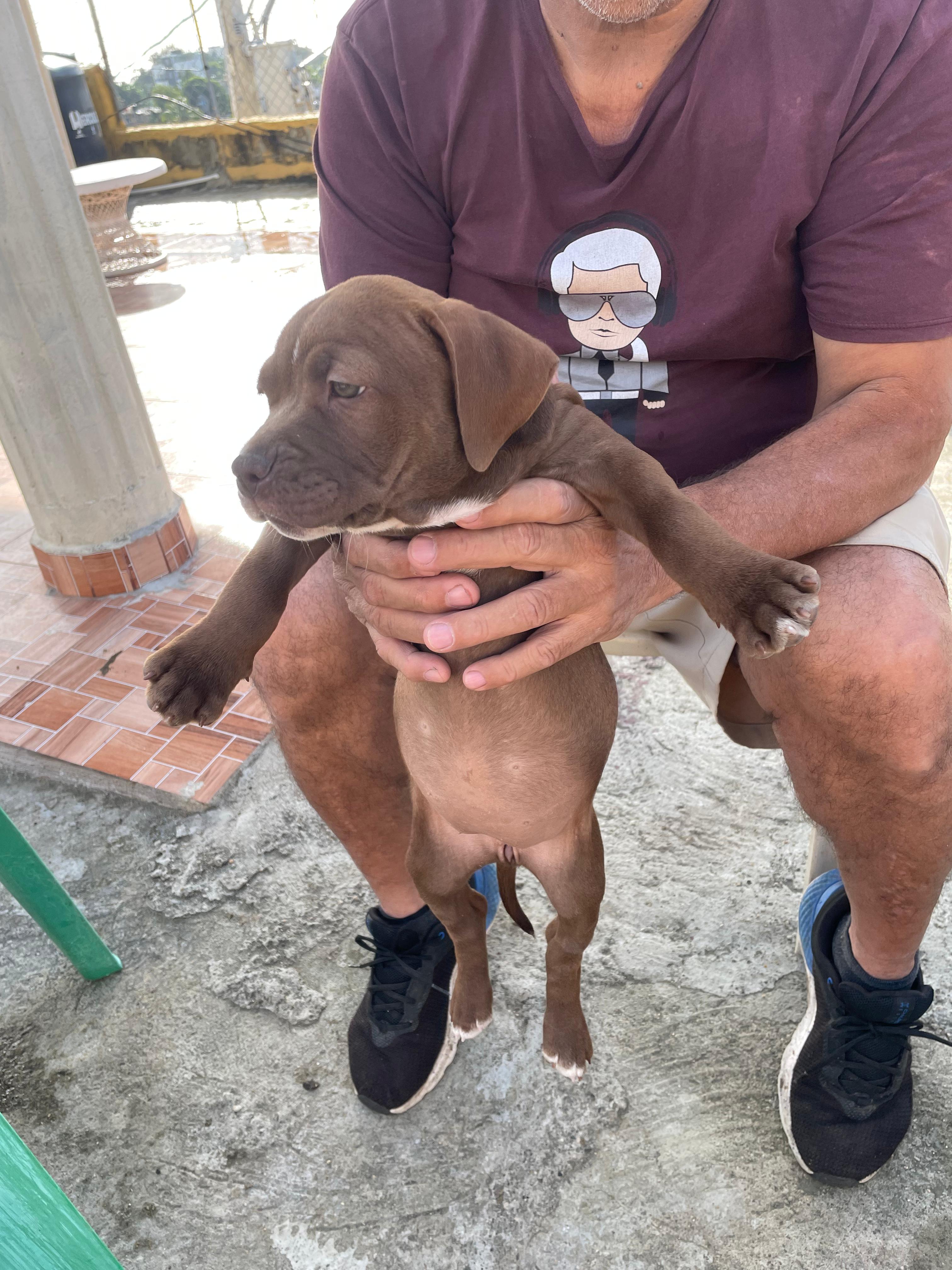 OFERTA CACHORRO PITBULL AMBOS SEXO EN SANTO DOMINGO Y VACUNA Foto 7261192-7.jpg