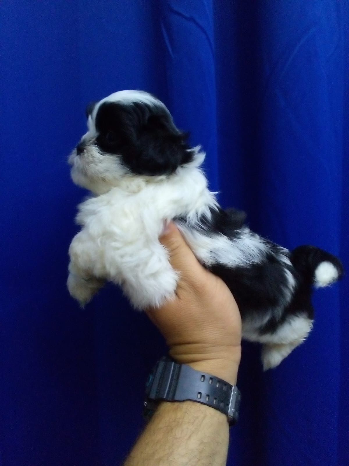 OFERTA CACHORRO SHIPOO MACHO EN SANTO DOMINGO Y TODO AL DIA Foto 7261321-1.jpg