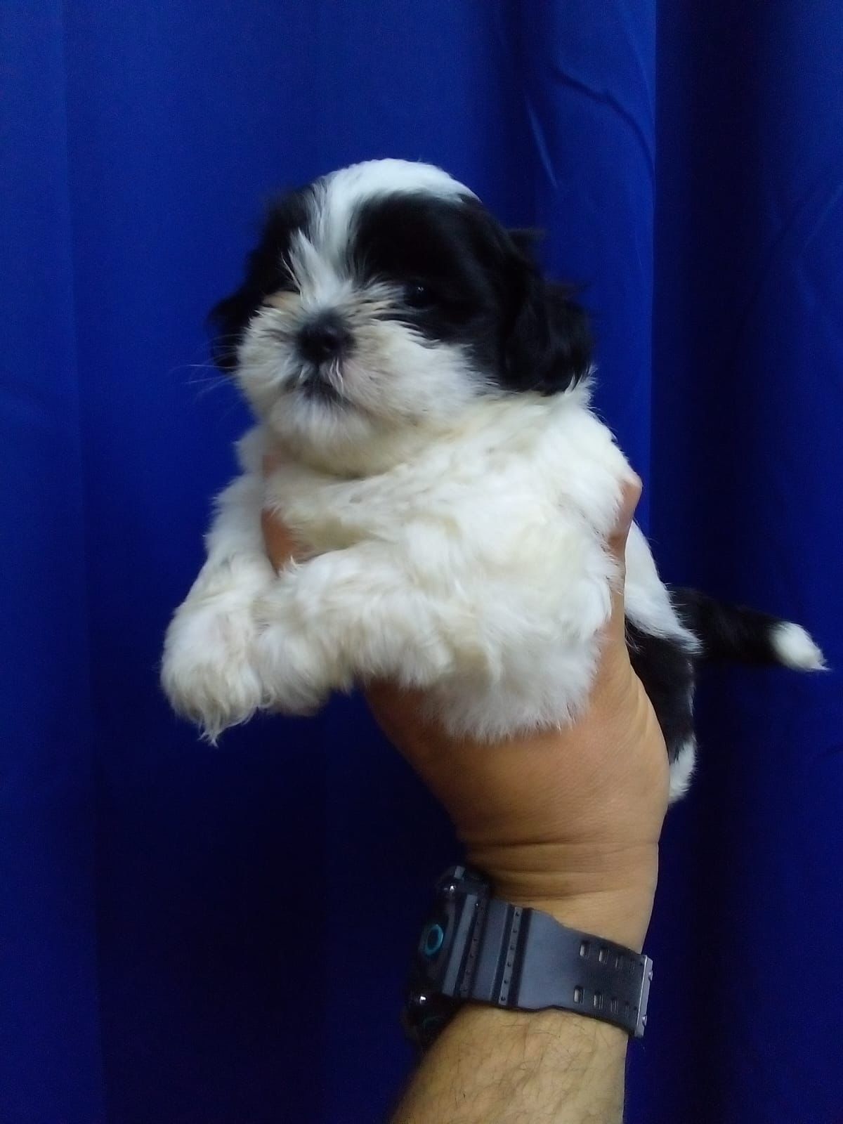 OFERTA CACHORRO SHIPOO MACHO EN SANTO DOMINGO Y TODO AL DIA Foto 7261321-2.jpg