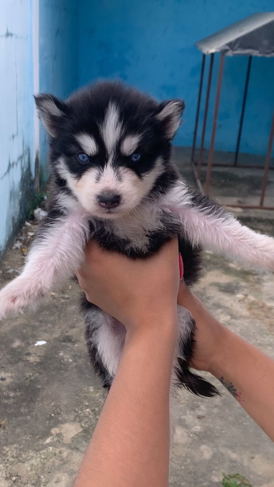 OFERTA CACHORRO HUSKY WOOLY AMBOS SEXO EN SANTO DOMINGO Y VACUNA AL DI Foto 7264672-1.jpg