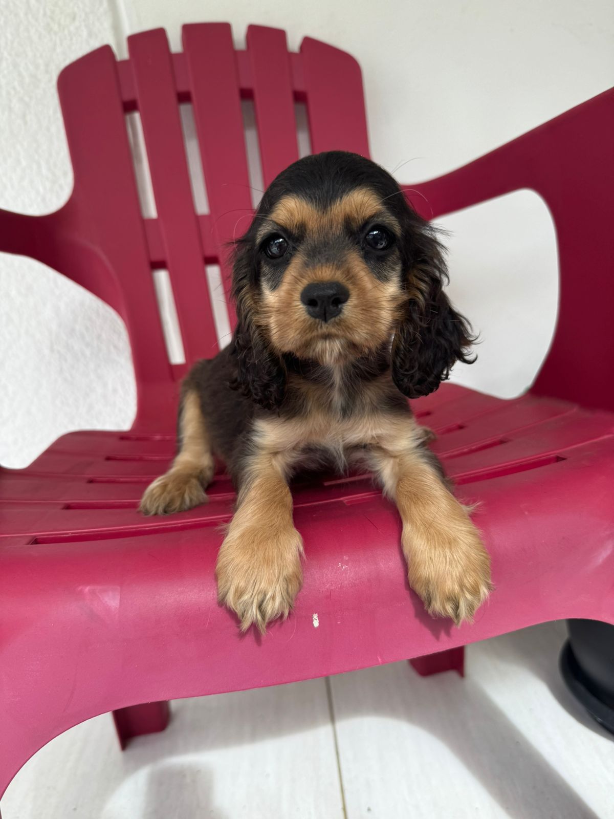 OFERTA HERMOSA CACHORRA COCKER SPANIEL HEMBRA UBICADA EN SANTO DOMINGO Foto 7264682-1.jpg