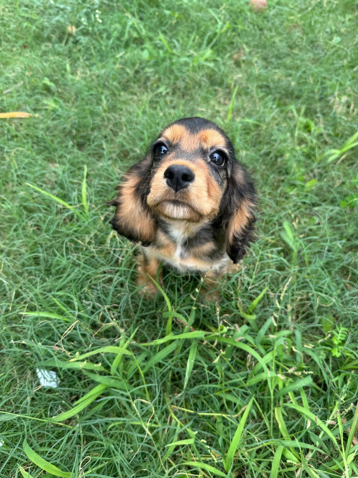 OFERTA HERMOSA CACHORRA COCKER SPANIEL HEMBRA UBICADA EN SANTO DOMINGO Foto 7264682-2.jpg