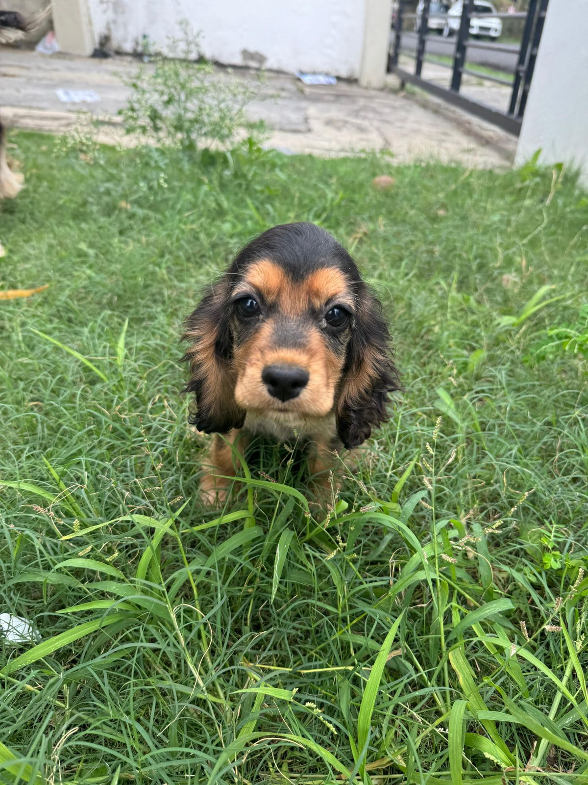 OFERTA HERMOSA CACHORRA COCKER SPANIEL HEMBRA UBICADA EN SANTO DOMINGO Foto 7264682-3.jpg