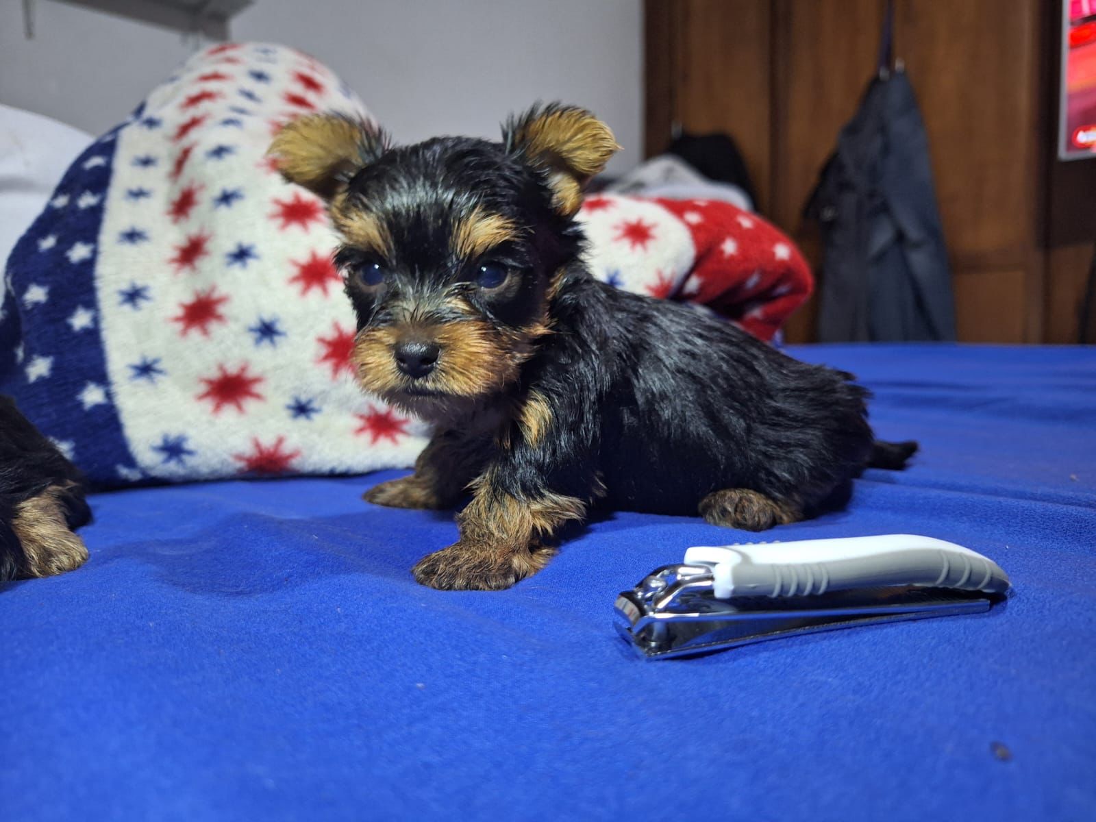 OFERTA CACHORRO YORKIE AMBOS SEXO EN SANTO DOMINGO Y VACUNA AL DIA Foto 7266131-2.jpg