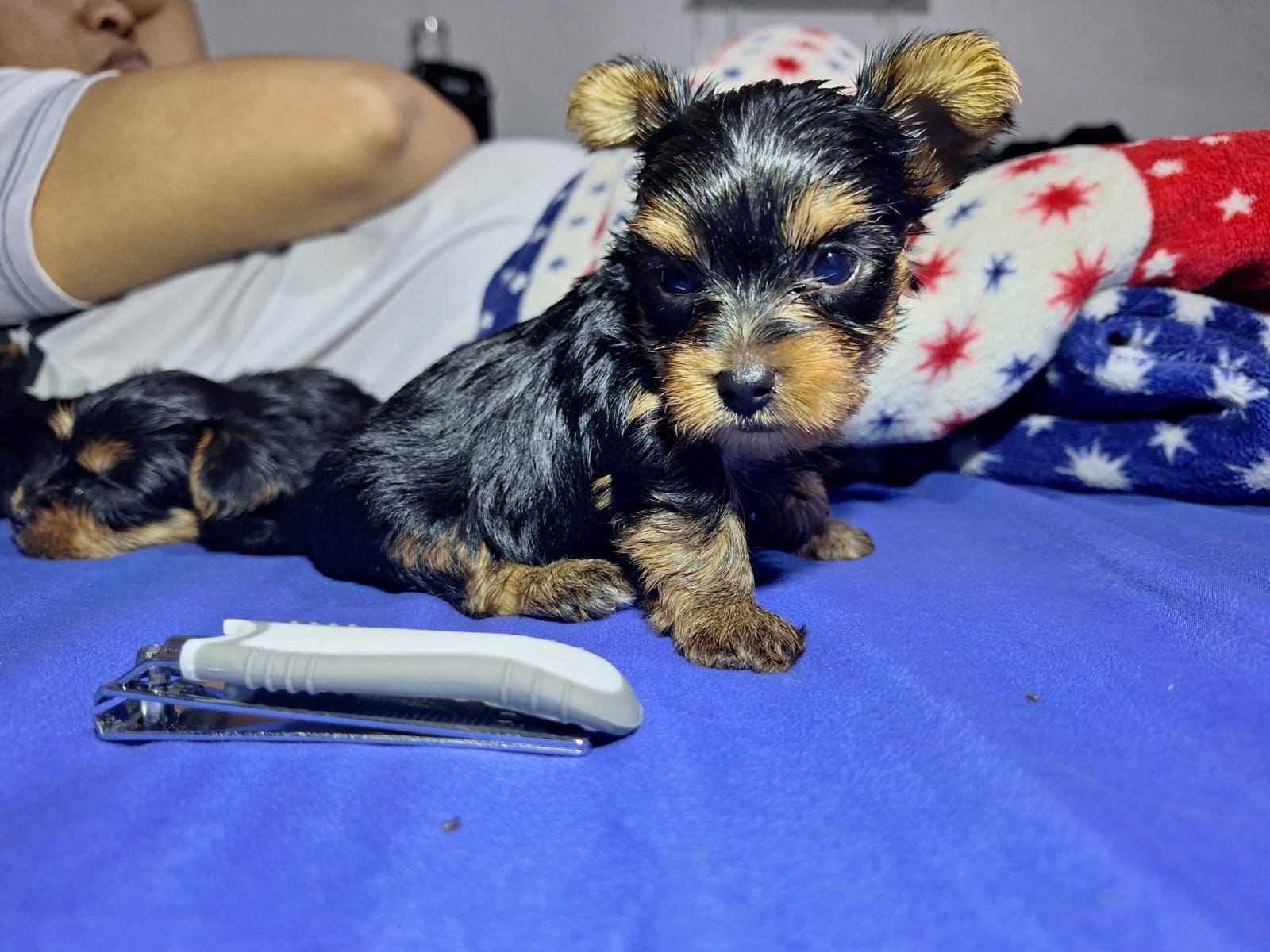 OFERTA CACHORRO YORKIE AMBOS SEXO EN SANTO DOMINGO Y VACUNA AL DIA Foto 7266131-3.jpg