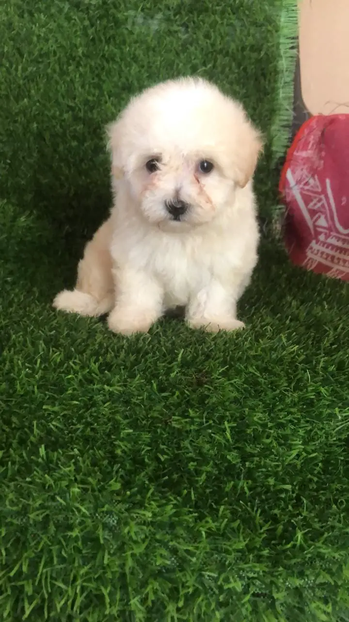 OFERTA CACHORRO SHIPOO MACHO EN SANTO DOMINGO Y TODO AL DIA Foto 7266135-1.jpg