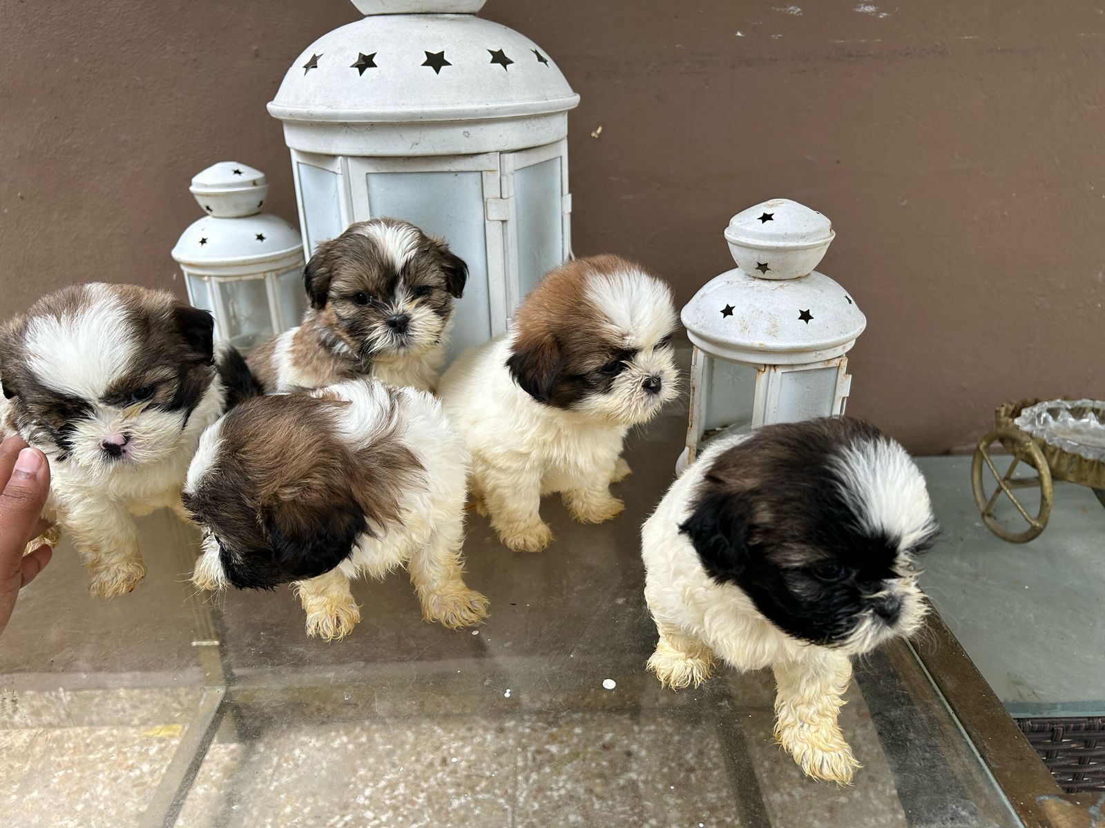 OFERTA CACHORRO SHIH TZU MACHO EN SNATO DOMINGO Y VACUNA AL DIA  Foto 7266539-2.jpg