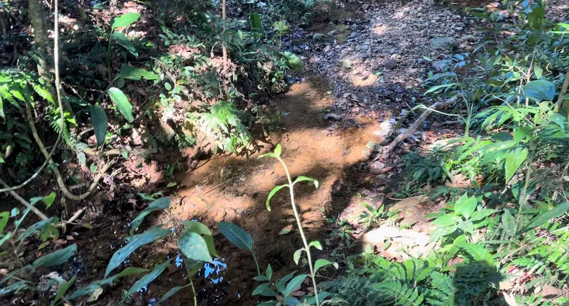 Vendo-Rentó finca totalmente Ganadera de 200 o 429 tareas en Copey de  Foto 7267051-15.jpg