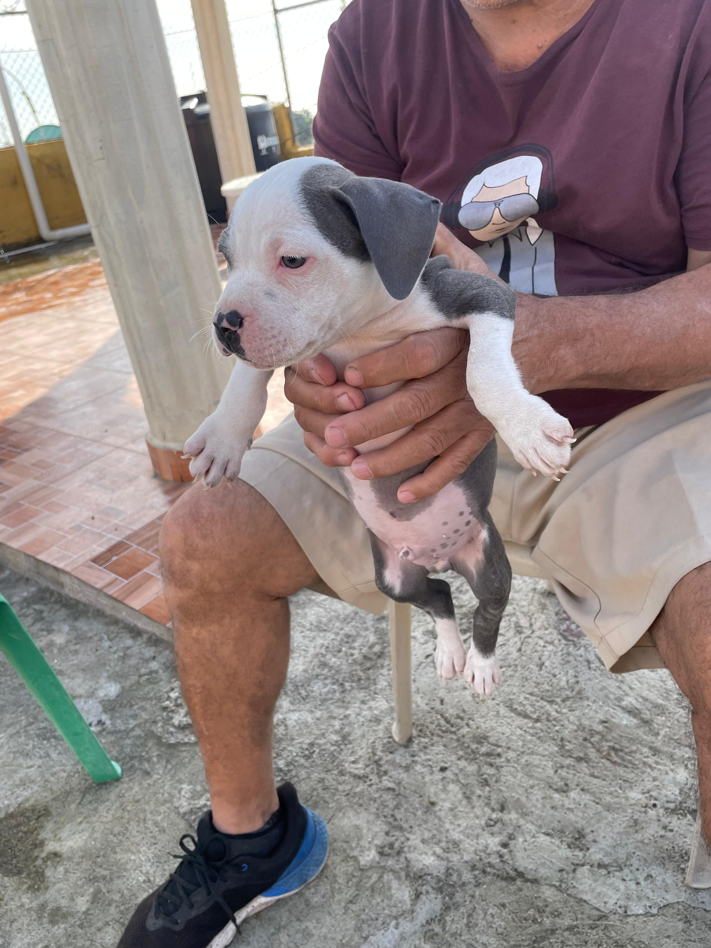 OFERTA CACHORRO PITBULL AMBOS SEXO EN SANTO DOMINGO Y VACUNA Foto 7267394-3.jpg