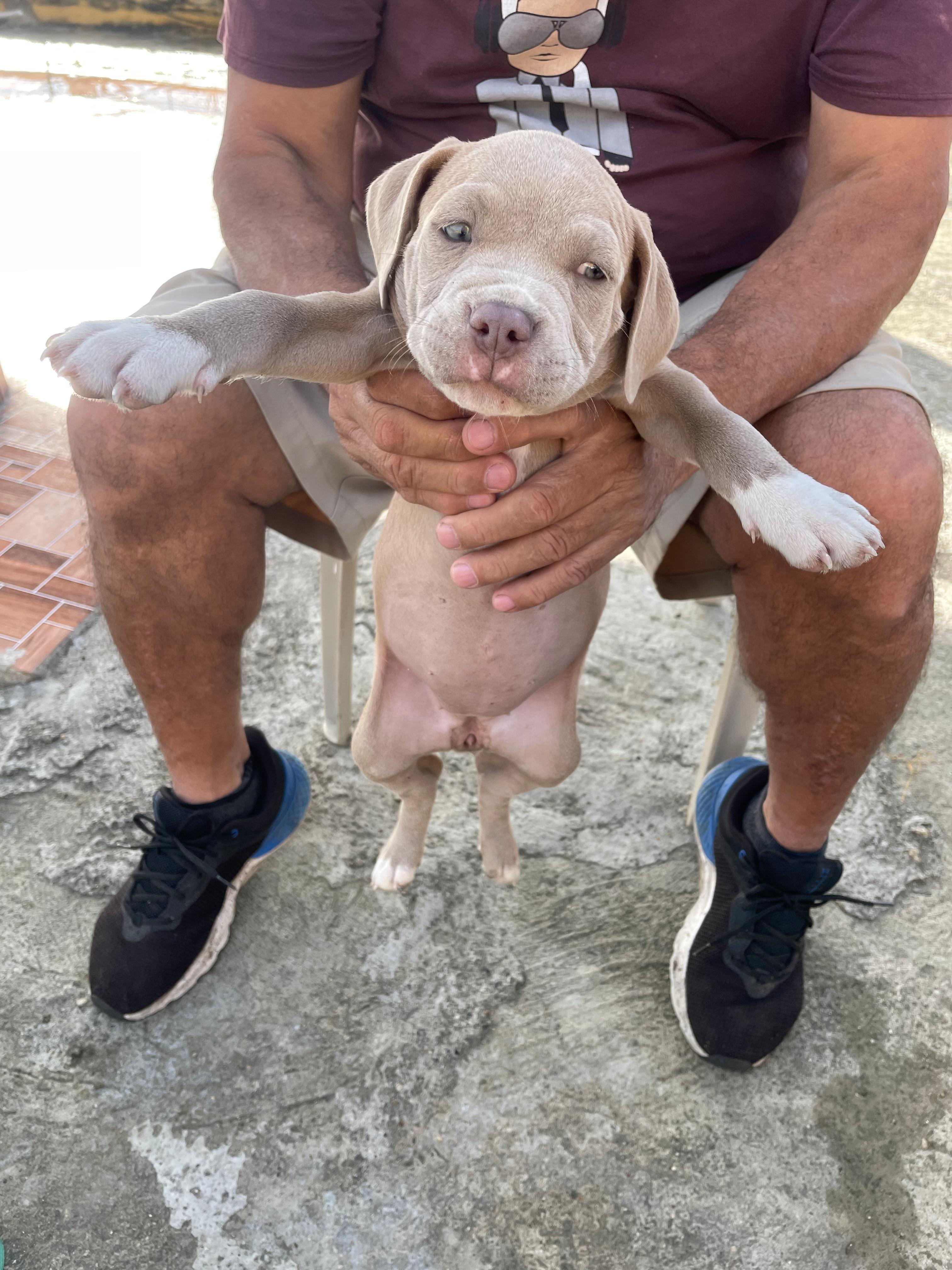 OFERTA CACHORRO PITBULL AMBOS SEXO EN SANTO DOMINGO Y VACUNA Foto 7267394-6.jpg