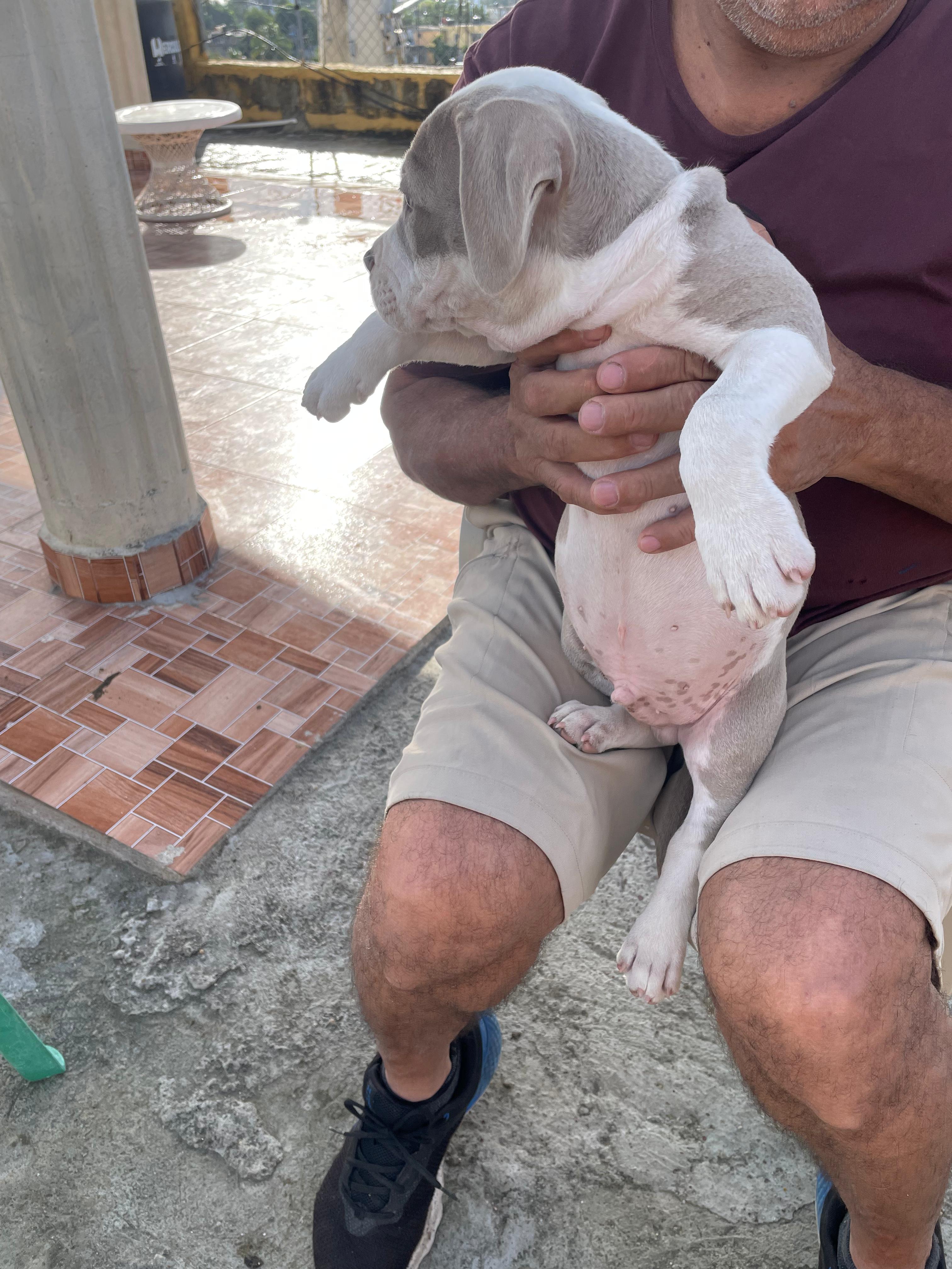 OFERTA CACHORRO PITBULL AMBOS SEXO EN SANTO DOMINGO Y VACUNA Foto 7267394-9.jpg