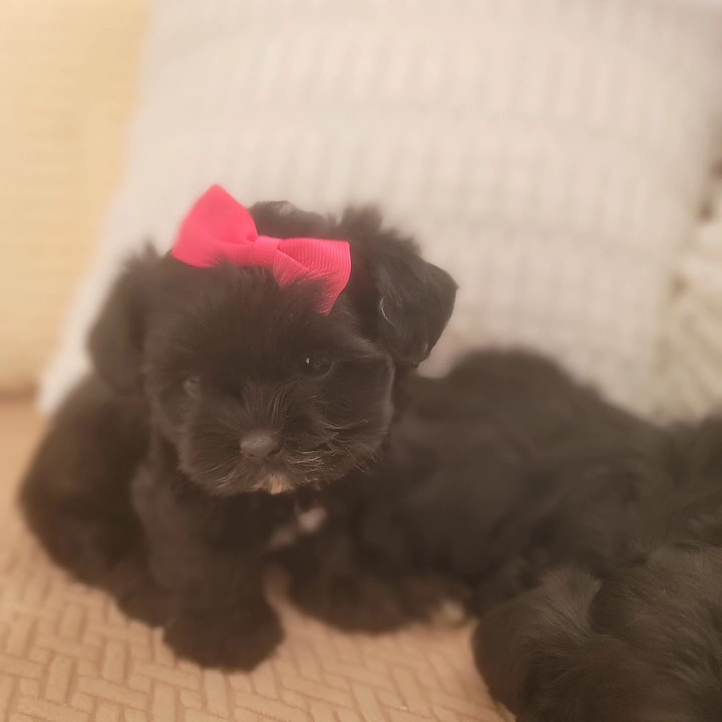 OFERTA CACHORRO SHIPOO AMBOS SEXO EN SANTO DOMINGO Y TODO AL DIA Foto 7267497-1.jpg