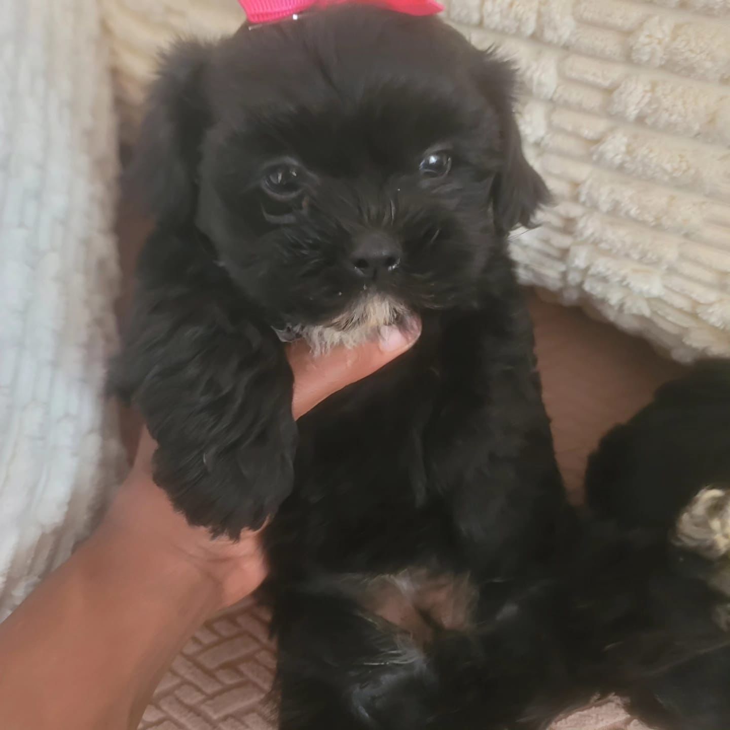 OFERTA CACHORRO SHIPOO AMBOS SEXO EN SANTO DOMINGO Y TODO AL DIA Foto 7267497-2.jpg