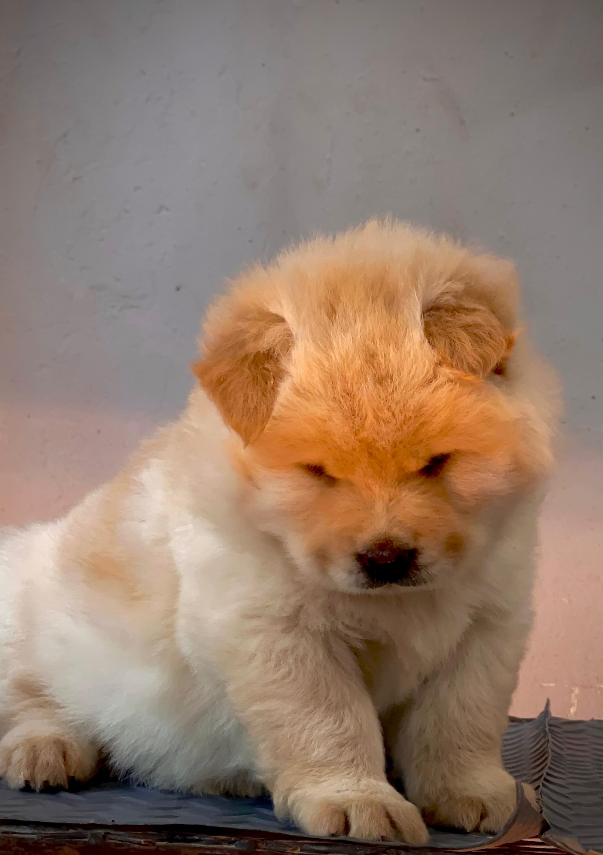 Chow chow Ambos Sexos  Foto 7268112-4.jpg