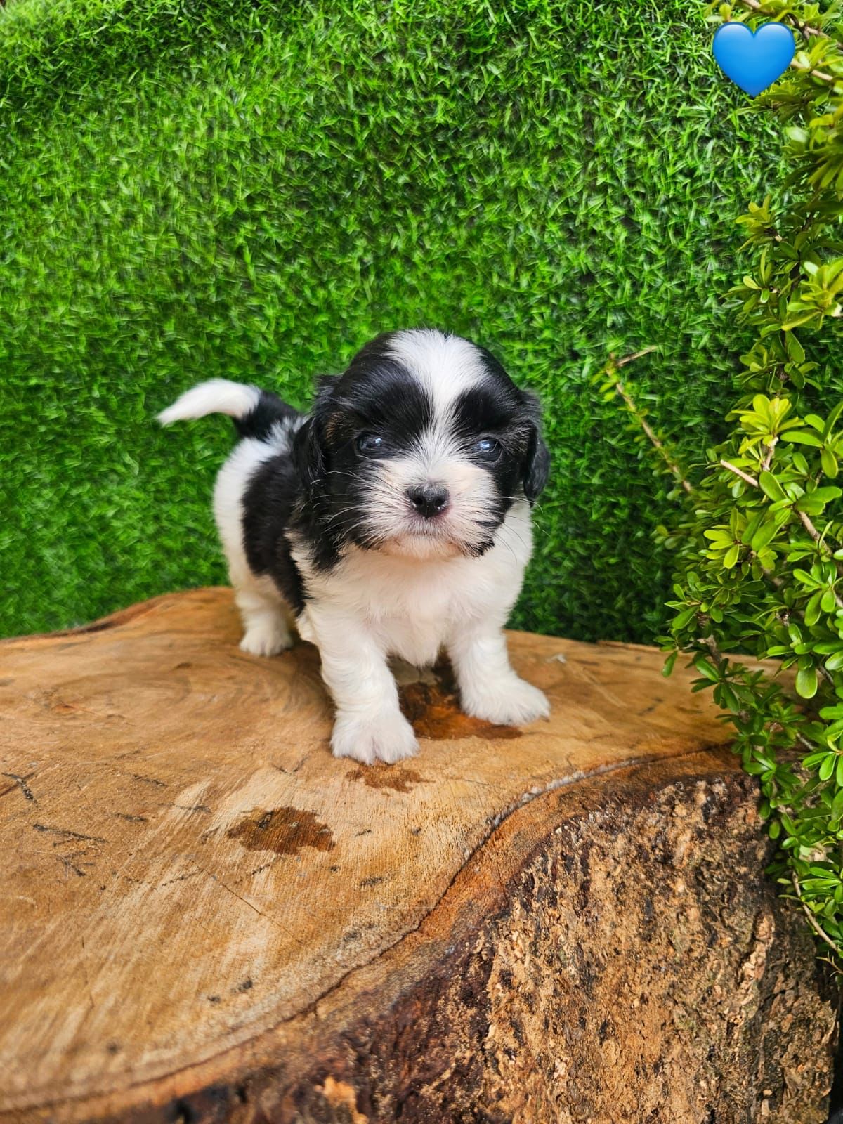 OFERTA CACHORRO SHIPOO AMBOS SEXO EN SANTO DOMINGO Y VACUNA  Foto 7268366-2.jpg