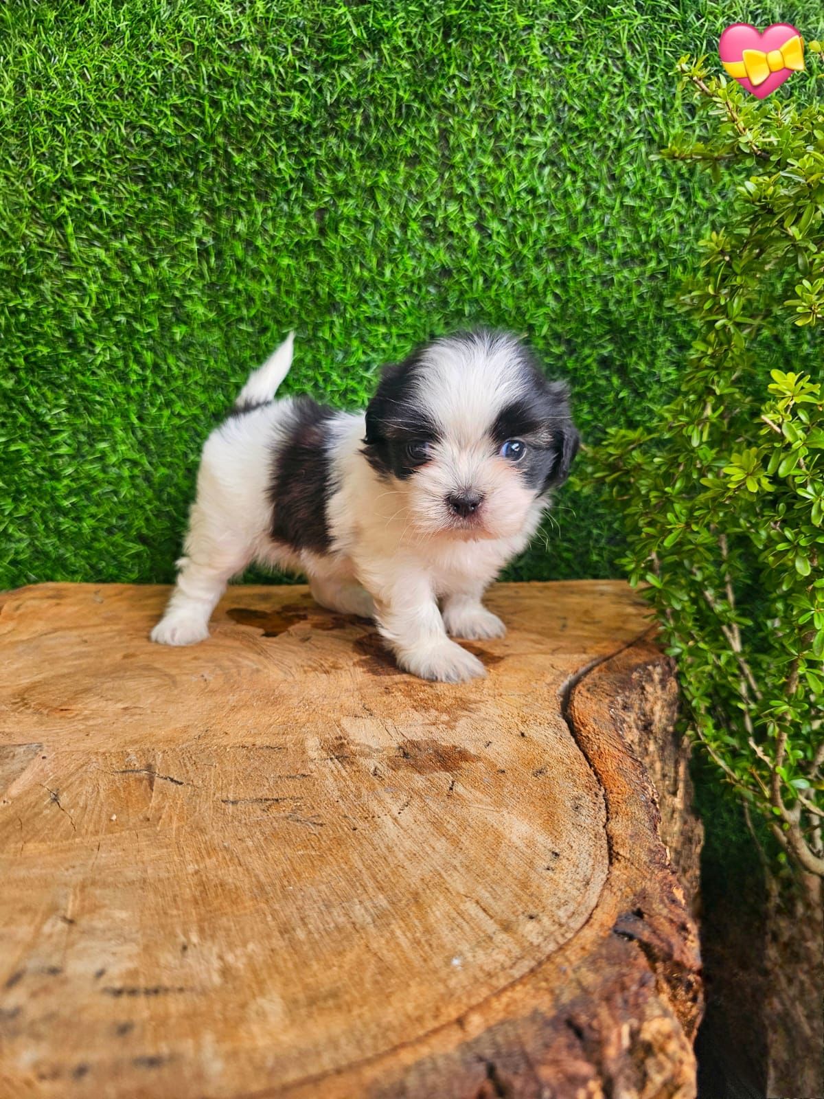 OFERTA CACHORRO SHIPOO AMBOS SEXO EN SANTO DOMINGO Y VACUNA  Foto 7268366-3.jpg