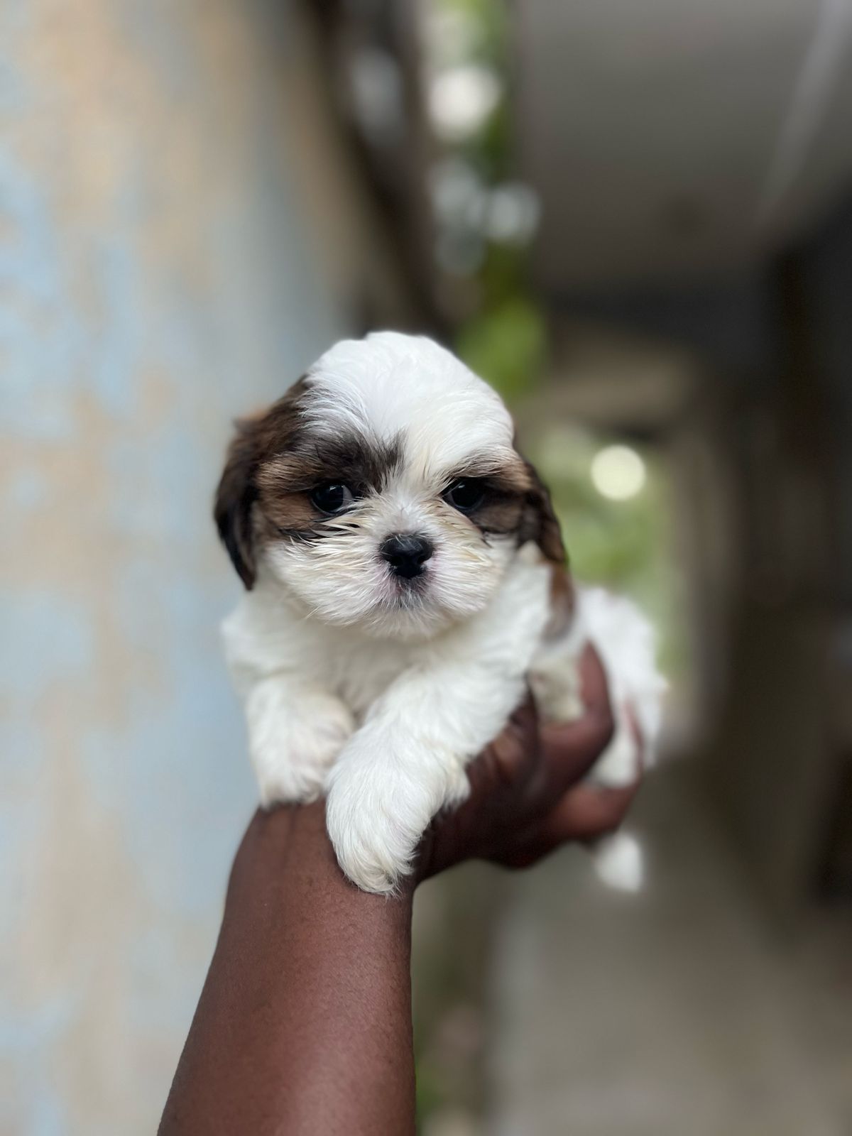 OFERTA CACHORRO SHIPOO MACHO EN SNATO DOMINGO Y VACUNA AL DIA  Foto 7268367-2.jpg