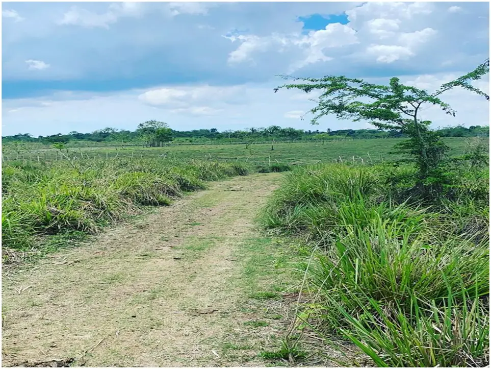 Vendo Finca Ganadera de 1472 tareas en Chirino de Monte Plata con Rio  Foto 7268883-3.jpg