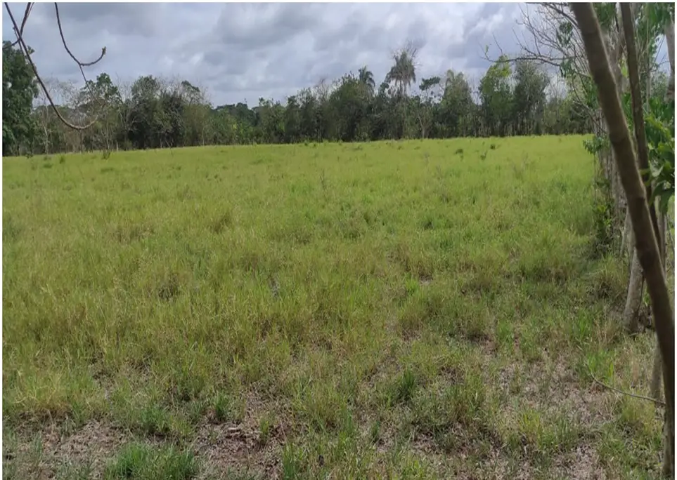 Vendo Finca Ganadera de 1472 tareas en Chirino de Monte Plata con Rio  Foto 7268883-5.jpg