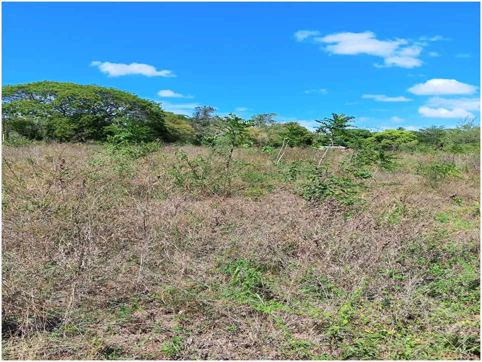 Vendo Finca Ganadera de 1472 tareas en Chirino de Monte Plata con Rio  Foto 7268883-6.jpg