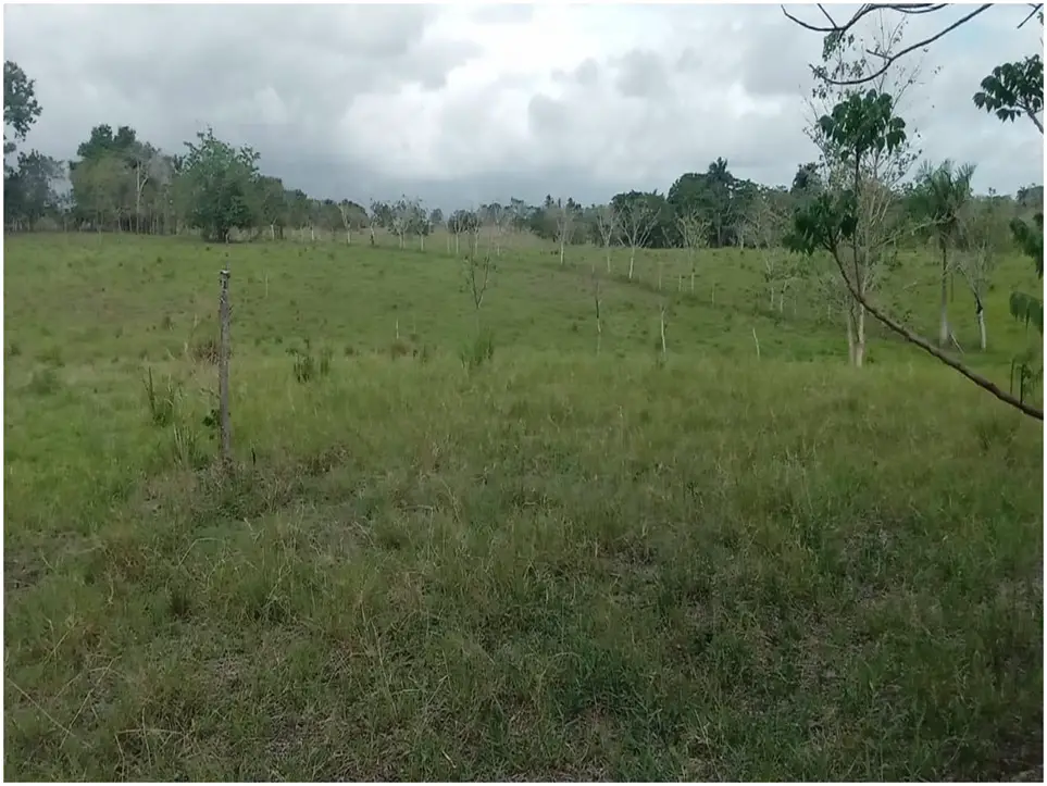 Vendo Finca Ganadera de 1472 tareas en Chirino de Monte Plata con Rio  Foto 7268883-8.jpg