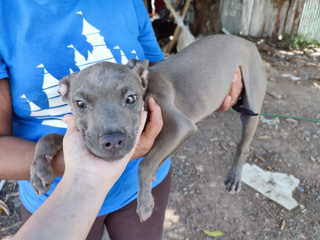 OFERTA CACHORRO PITBULL MACHO EN SANTO DOMINGO Y VACUNA AL DIA Foto 7268893-1.jpg