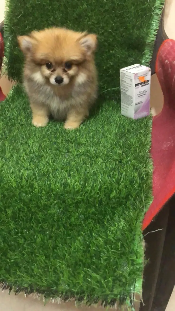 OFERTA CACHORRO POMERANIA MACHO EN SANTO DOMINGO CON SU VACUNAS AL DIA Foto 7268894-2.jpg