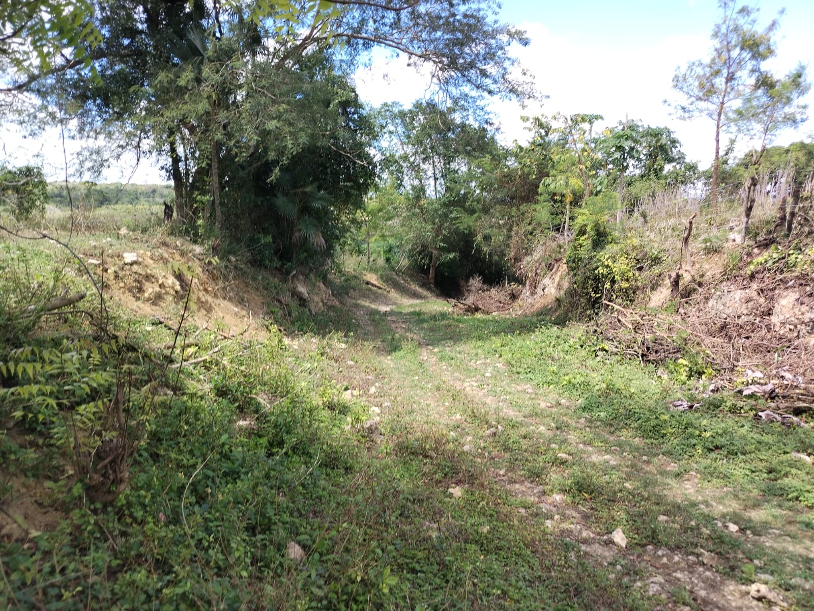 Finca de 320 tareas Eco-turísticas y Agrícolas con río en La Romana Foto 7269594-4.jpg