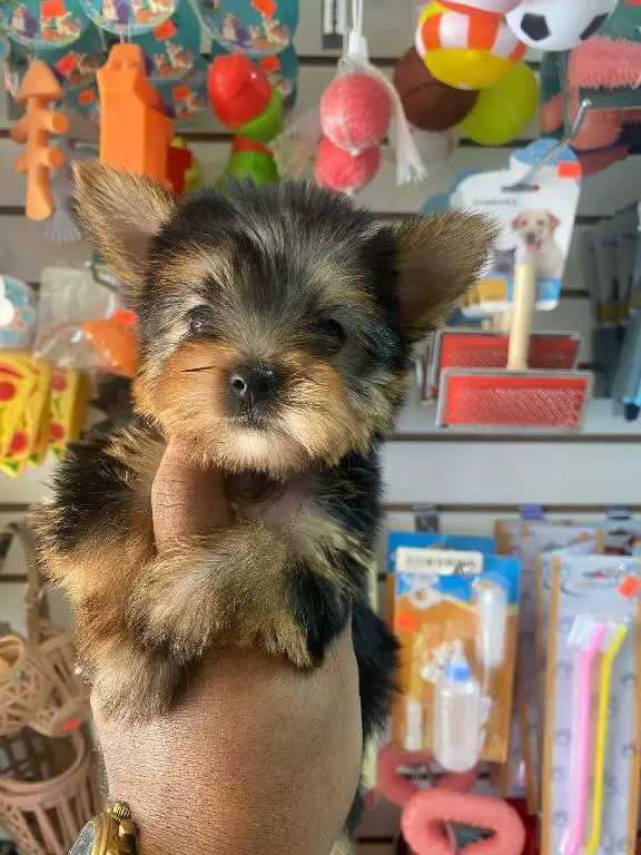 OFERTA CACHORRO YORKIE HEMBRA EN SANTO DOMINGO Y VACUNADA Foto 7269599-1.jpg