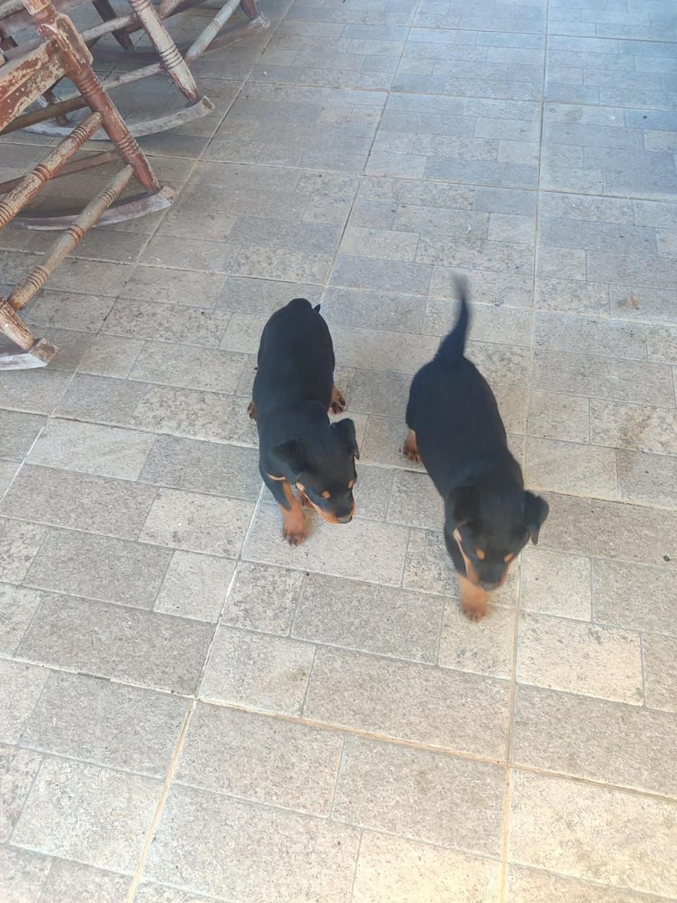 OFERTA CACHORRO ROTTWEILER  MACHO EN SANTO DOMINGO VACUNADO Foto 7269826-2.jpg