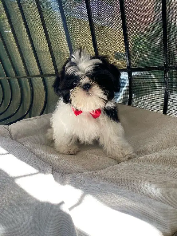 OFERTA CACHORRO SHIH TZU MACHO EN SNATO DOMINGO Y VACUNA AL DIA  Foto 7270653-1.jpg